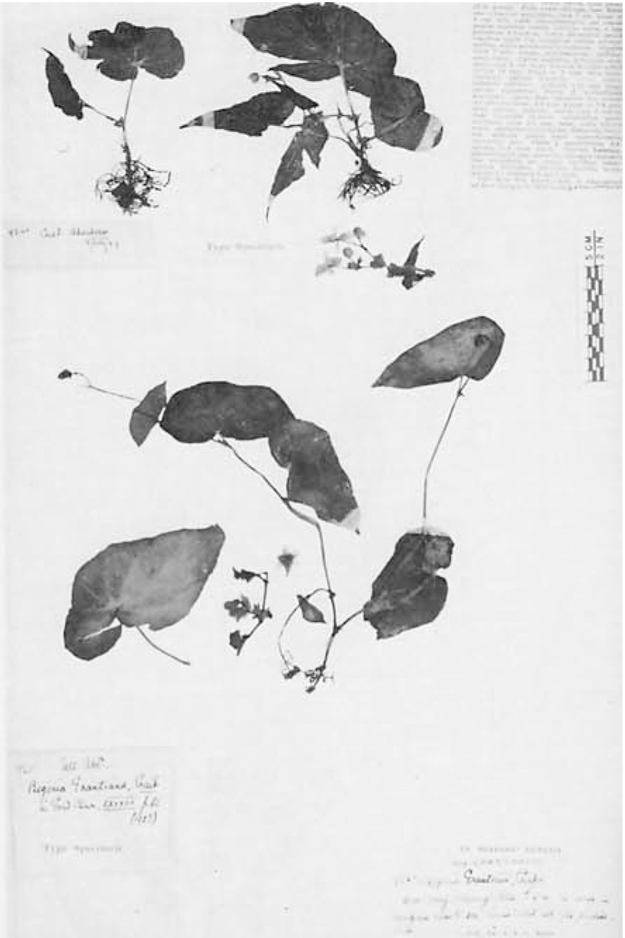 B. grantiana